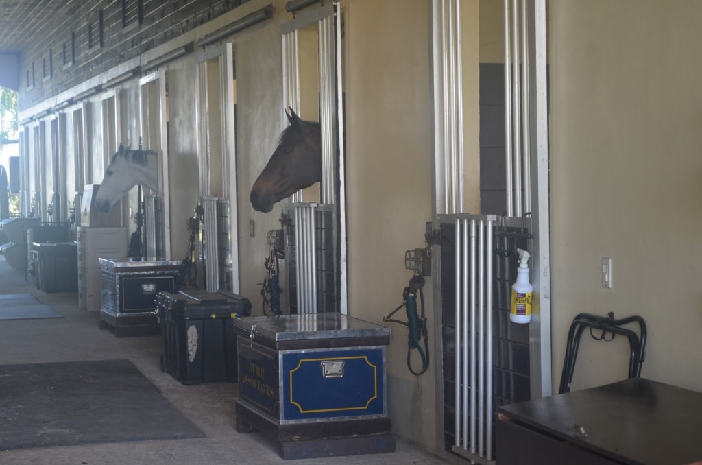 Common racehorse issues