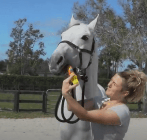 Oral Medication for horses