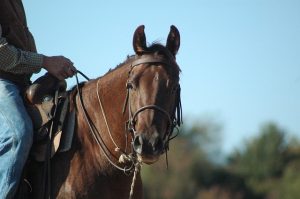 Eating hay after a workout can increase thirst levels, inspiring a horse to rehydrate by drinking from their bucket.
