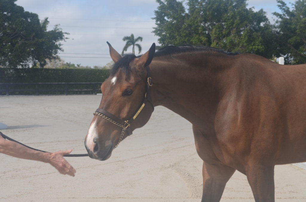 understanding your horse's body language