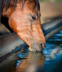 Giving horses electrolytes during the winter is very important in maintaining their overall health.