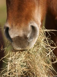 Introduce new hay or feed slowly over 10 to 14 days.