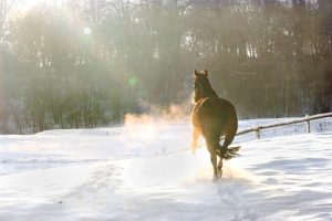 Keep horses safe and happy this winter.