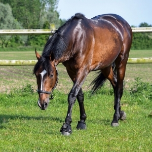 Horses, especially those that do high impact activities, can potentially develop arthritis and owners have many options available to mitigate the equine's risks of developing the disease.