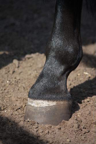A horse's hoof is an incredibly important part of its body and maintaining hoof health is a key to ensuring they live productive, comfortable lives.