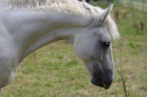 There are many plants that can contribute to liver problems in horses.