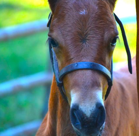 Start training a foal early to encourage good behavior as it grows.