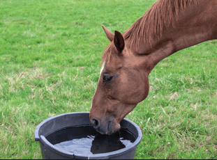 Test Horse for Dehydration