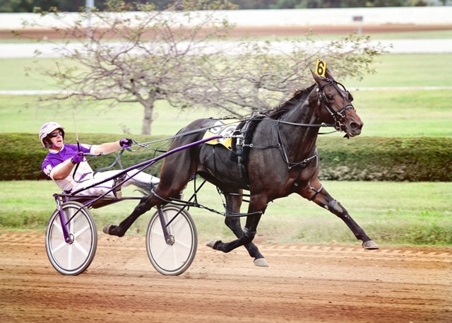 Finish Line Standardbred horse on muscle tone