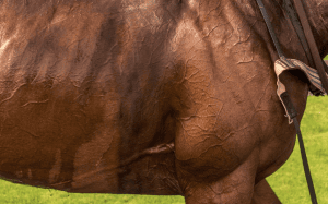 horse sweating