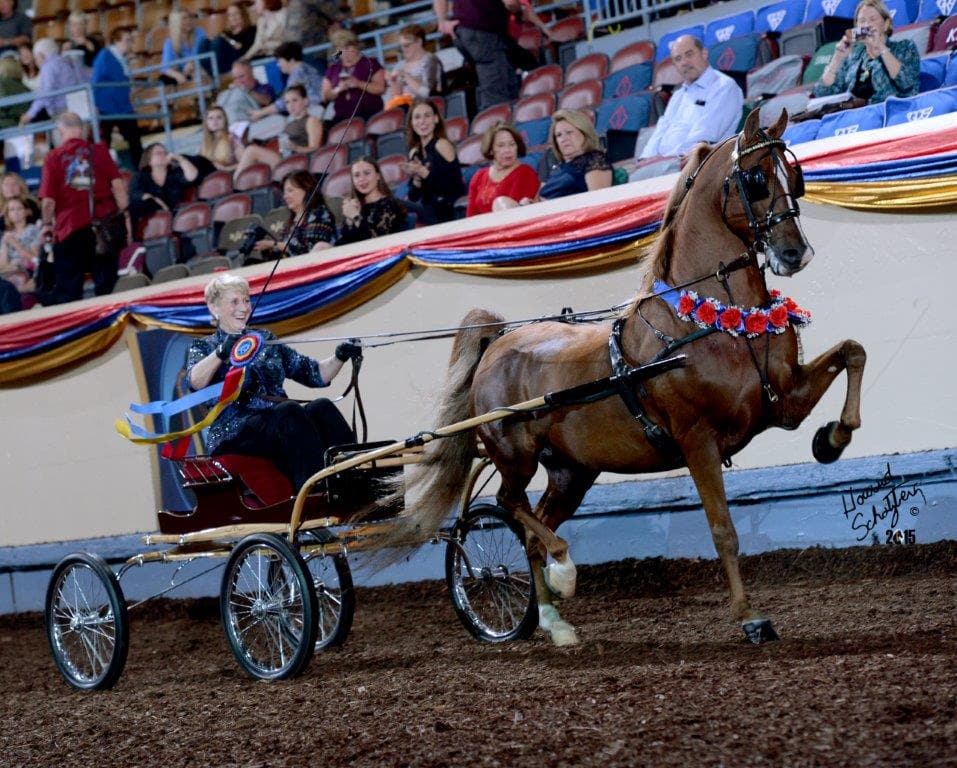 World Champion Morgan Horse