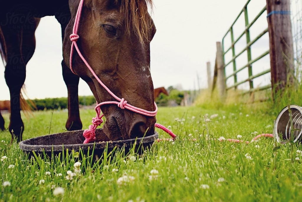 horse feed monensin