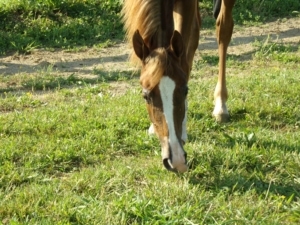 horse eat supplements