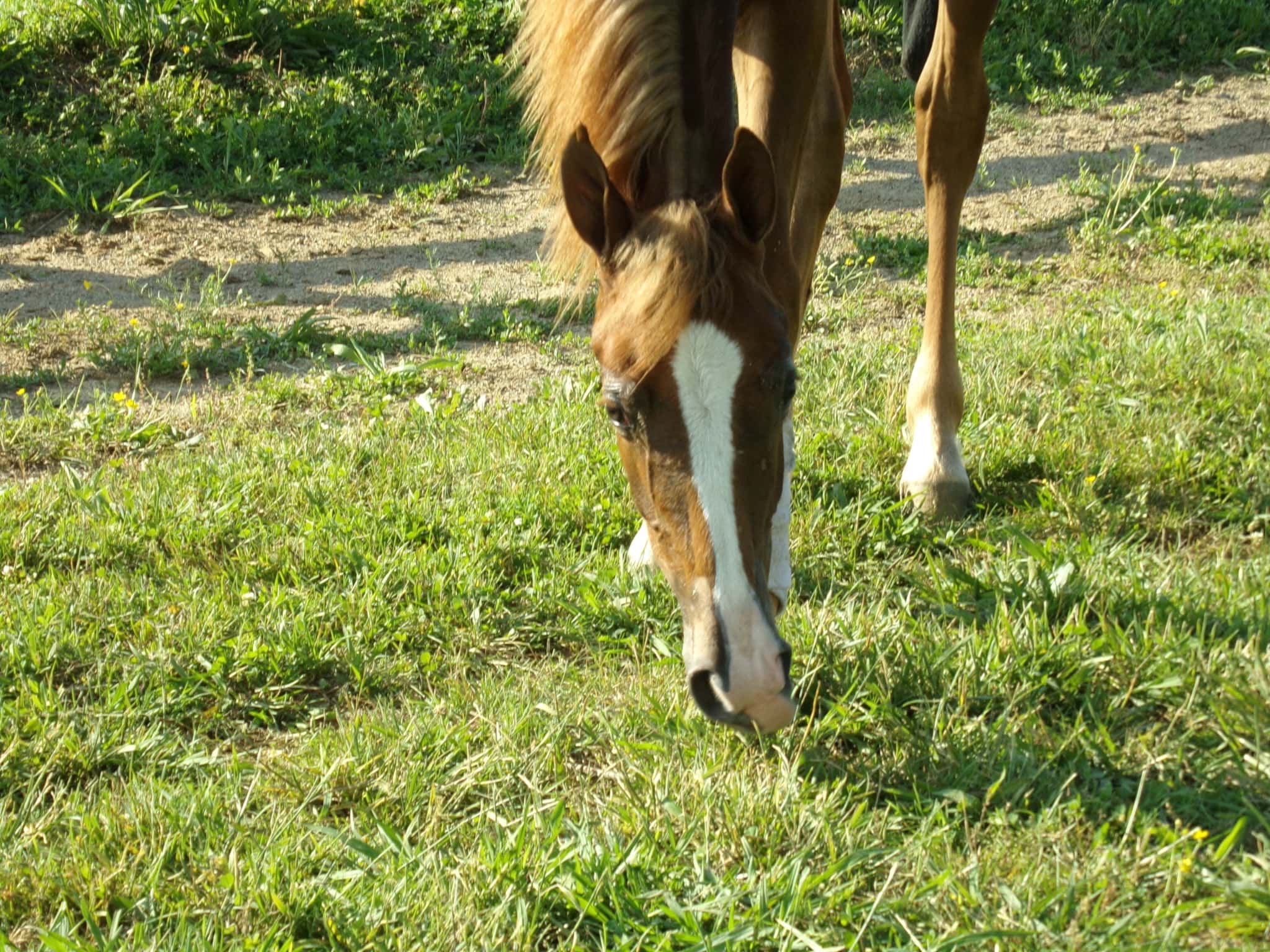 horse eat supplements