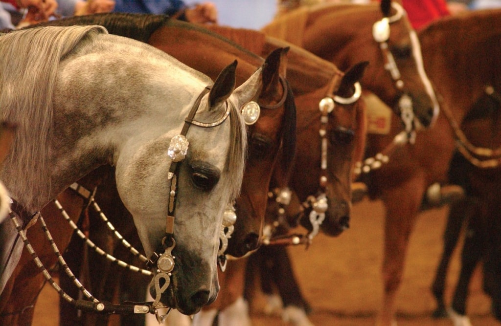 Scottsdale Arabian Show Sponsor