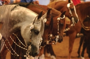 Scottsdale Arabian Show Sponsor