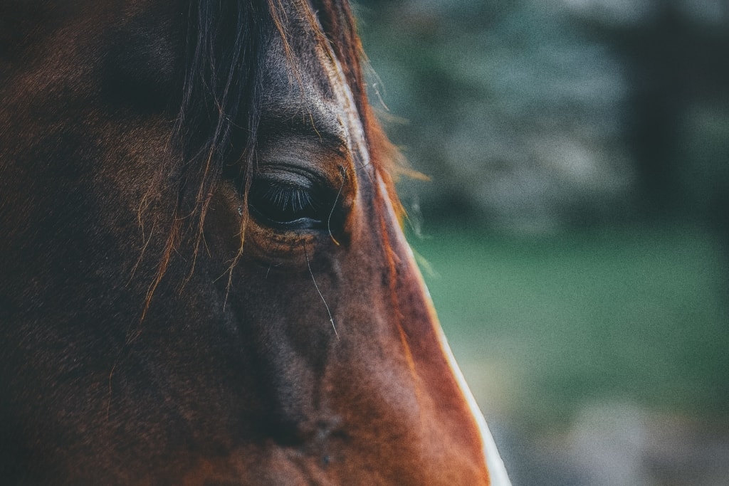 pain management for horses