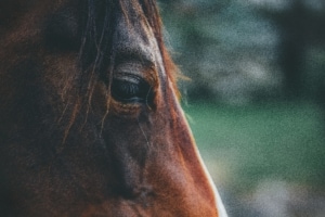 pain management for horses