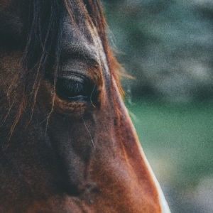 pain management for horses