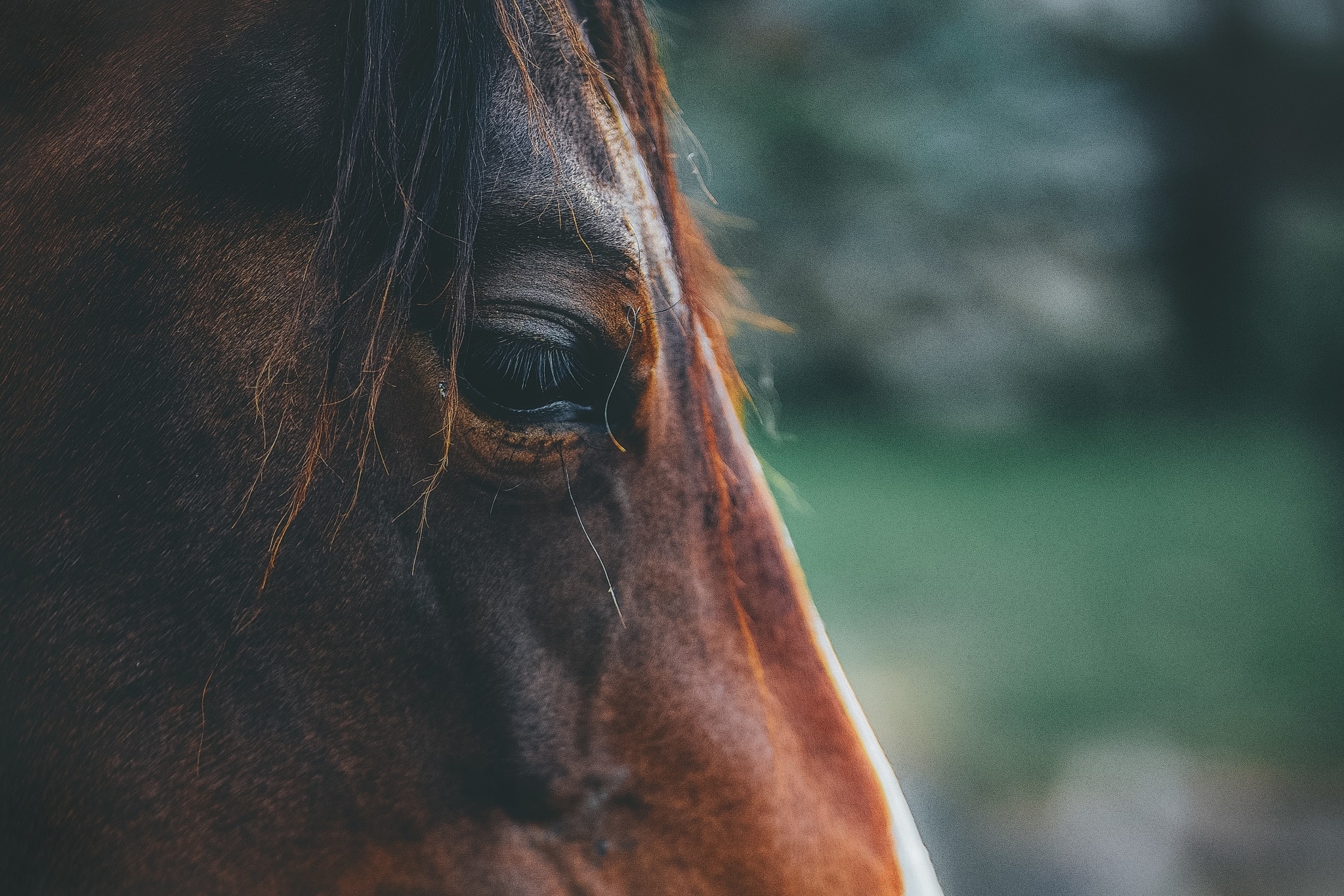 pain management for horses