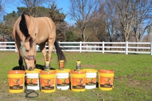 Horses Spring