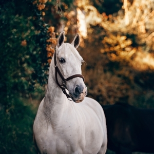Understanding colic in horses