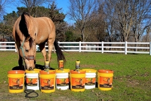 Horse with Finish Line Horse Products
