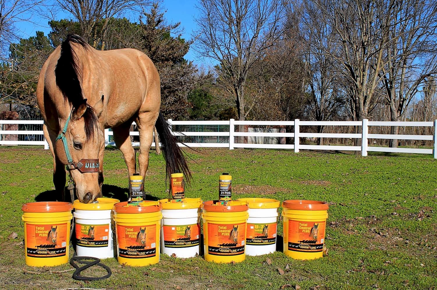 Horse with Finish Line Horse Products