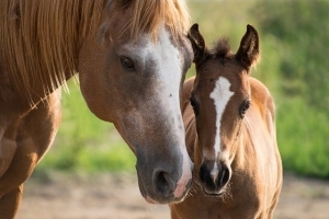 Broodmare gifts