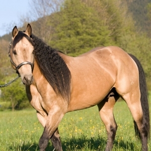 building muscle in horses