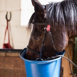 horse drinking apple a day