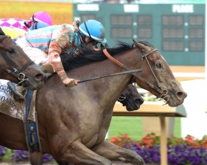 Soothsay Thoroughbred